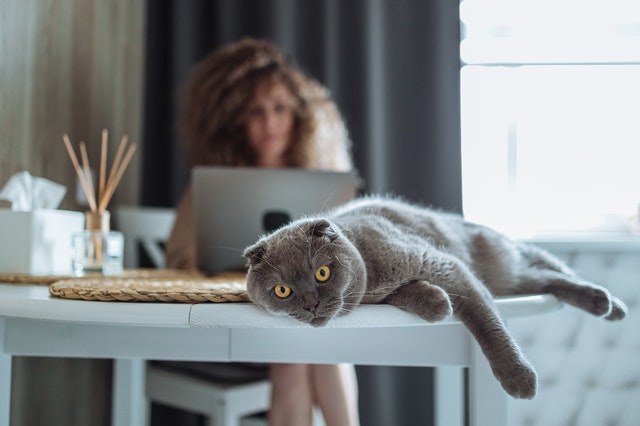 habiller son chat