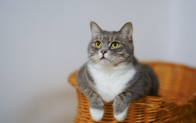 stress chez le chat