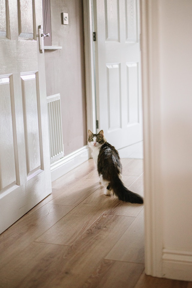 un chat pret pour la promenade en sac pour chat