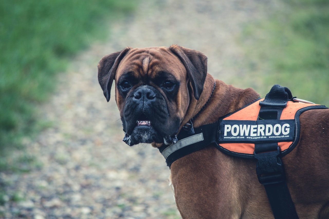 4  chiens pour assurer la sécurité de la maison