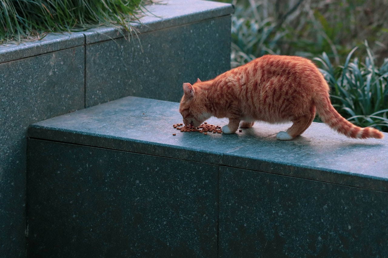 Meilleures croquettes pour chat castré : comment choisir le bon aliment pour votre félin