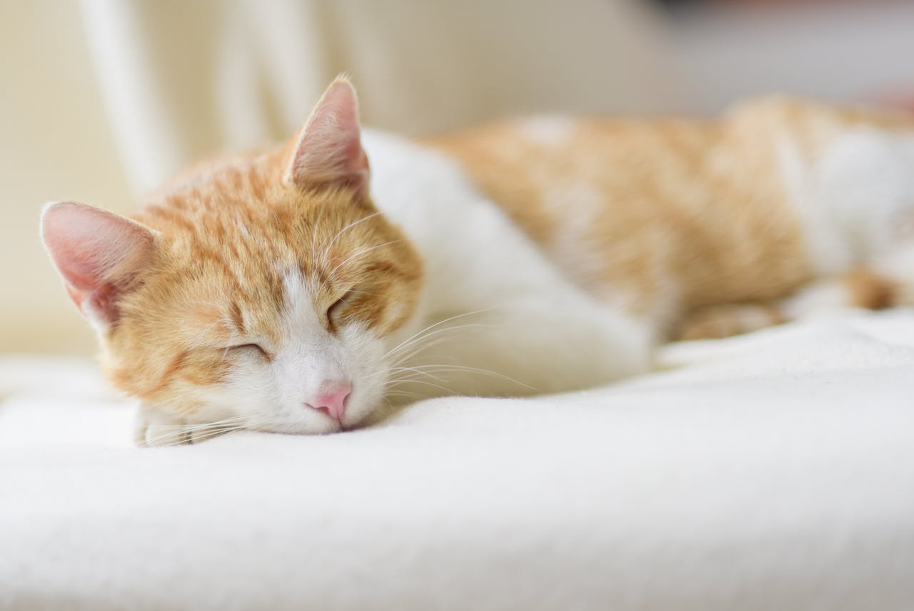 Les accessoires indispensables pour le bien-être de votre chat au quotidien