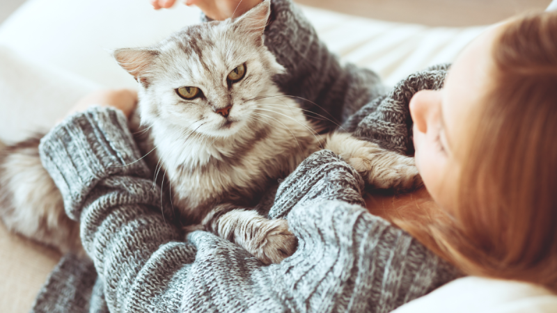 Conseils pratiques pour surveiller et maintenir le poids idéal de votre chat