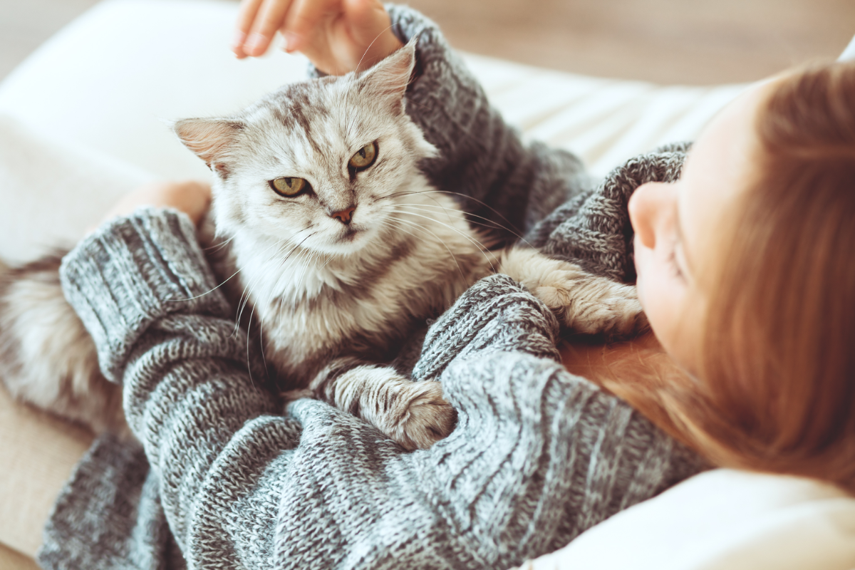 Conseils pratiques pour surveiller et maintenir le poids idéal de votre chat