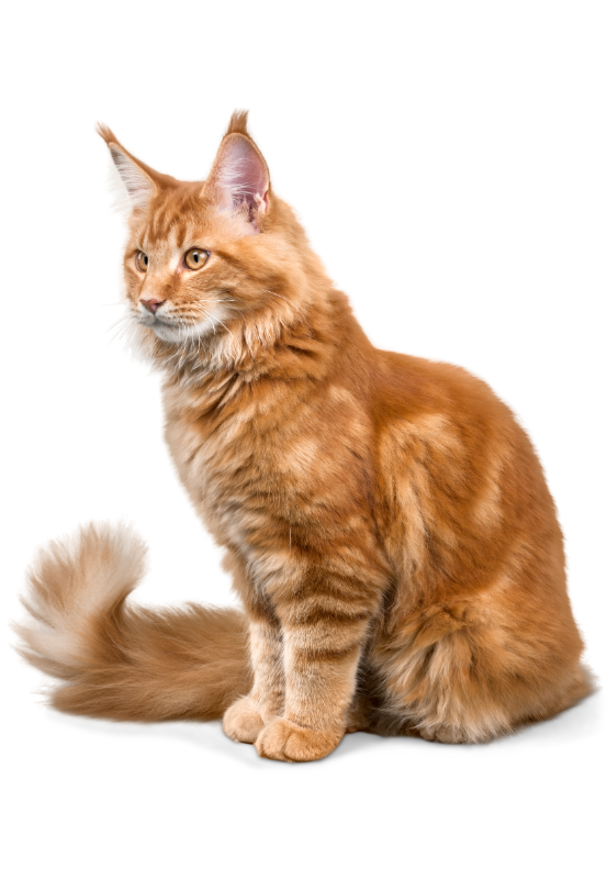 surveiller et maintenir le poids idéal de votre chat