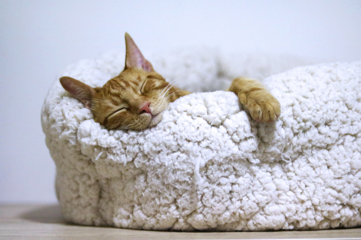 Comment choisir le couchage idéal pour votre chat