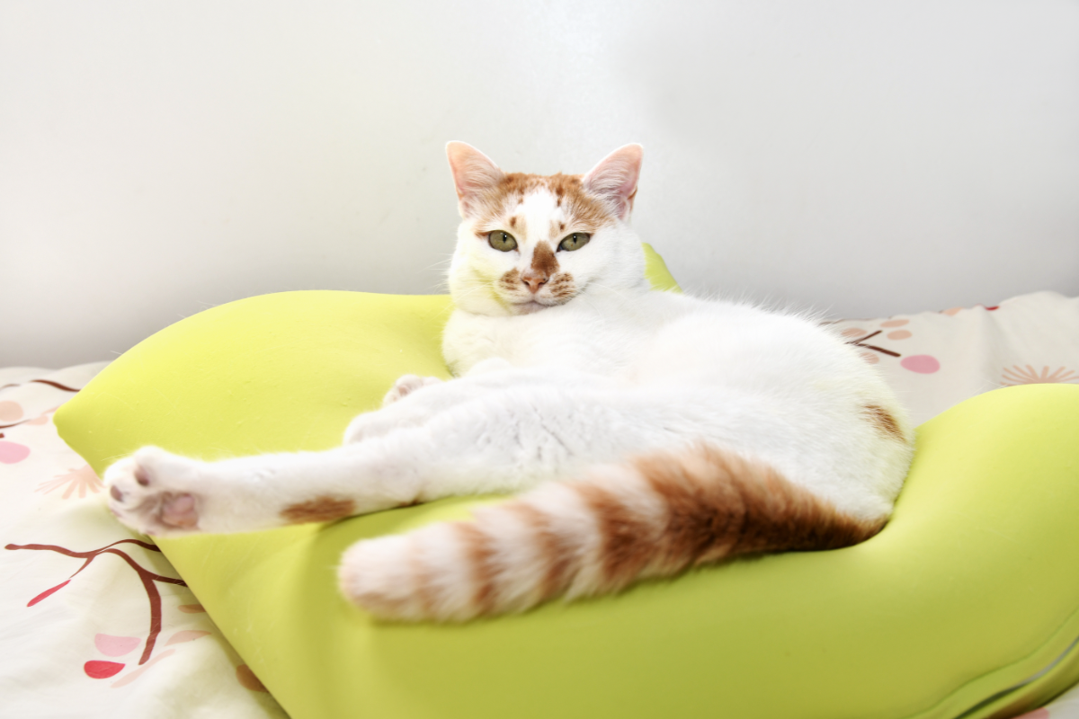 coussin pour votre chat