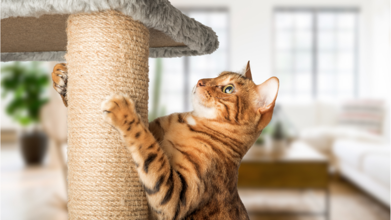 Comment choisir un arbre à chat adapté à la taille et à l’âge de votre chat