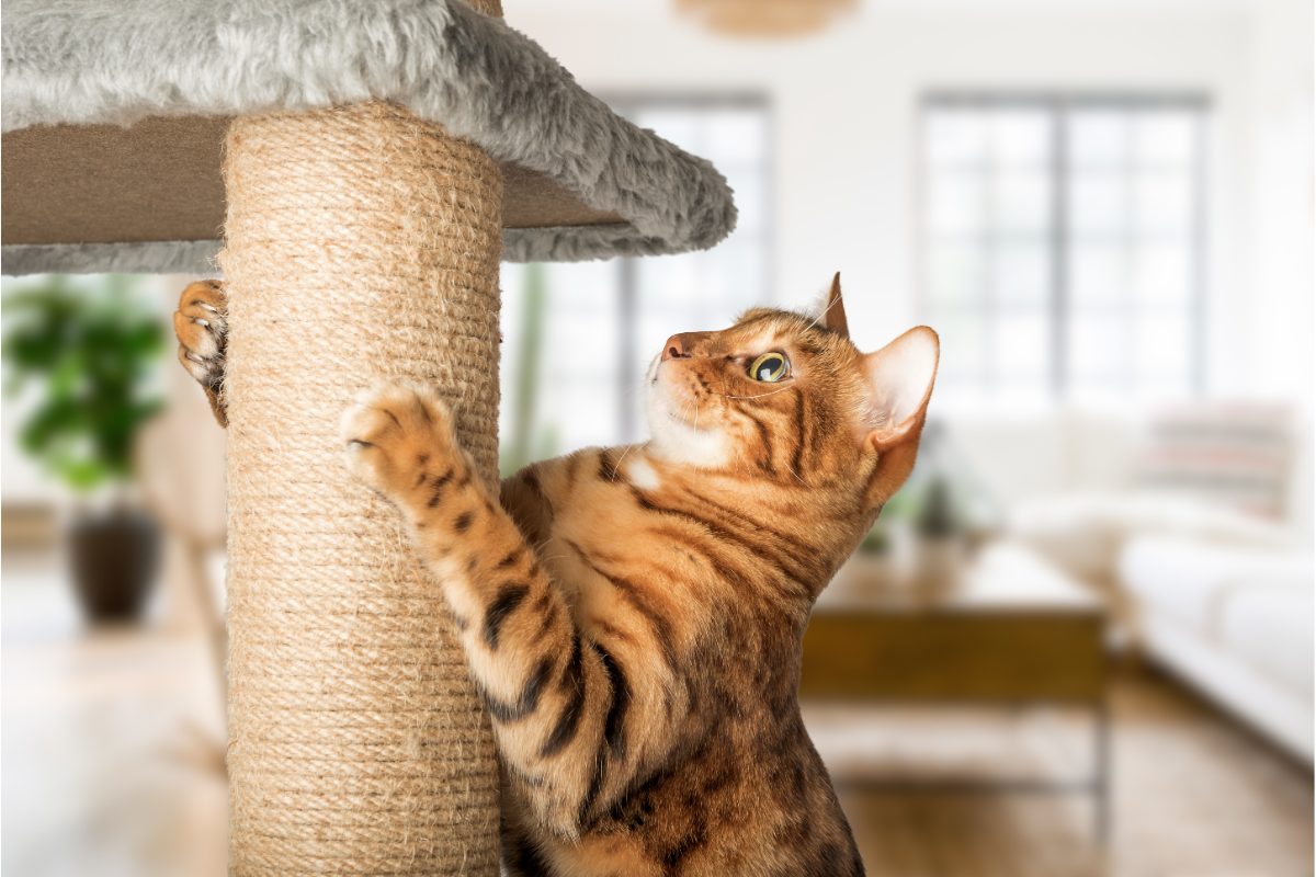 Comment choisir un arbre à chat adapté à la taille et à l’âge de votre chat