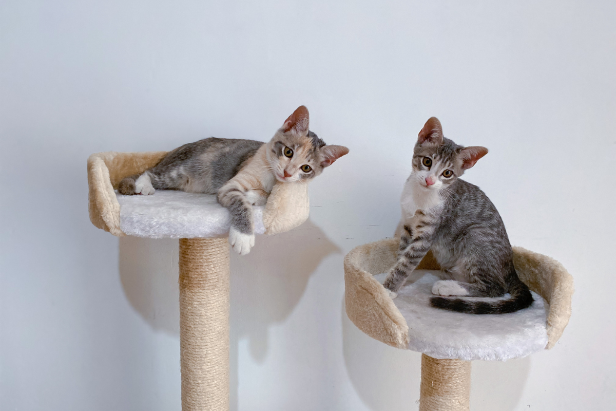 petite arbre à chat