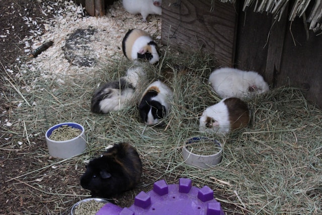 Cochons d’inde