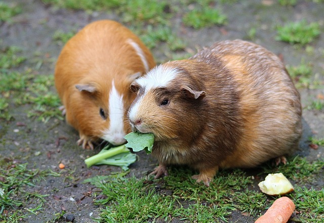 Cochons d'inde