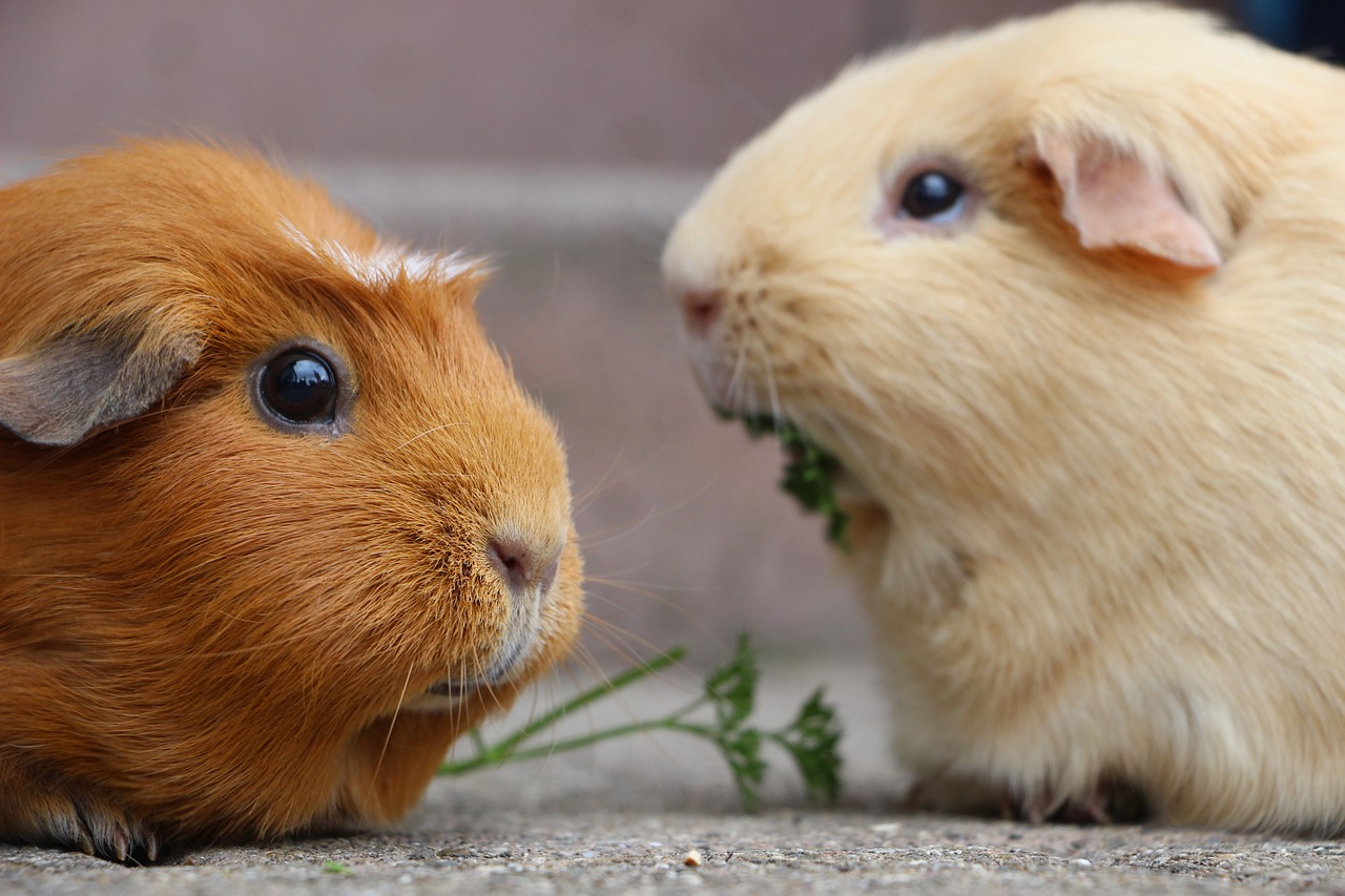 Comment choisir un enclos adapté pour votre cochon d’inde : conseils pratiques et astuces ?