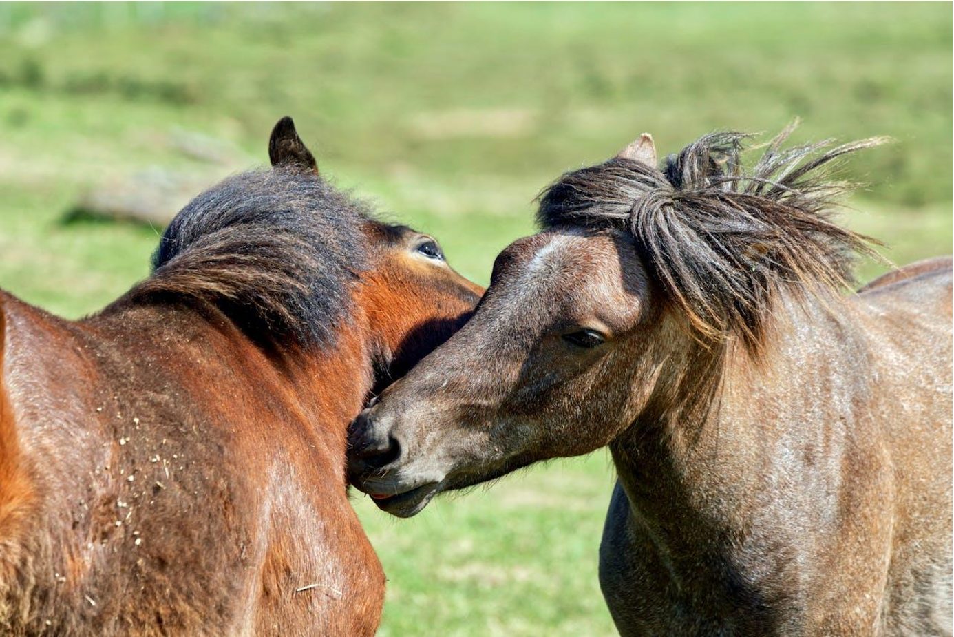 solutions pour traiter les poux du cheval