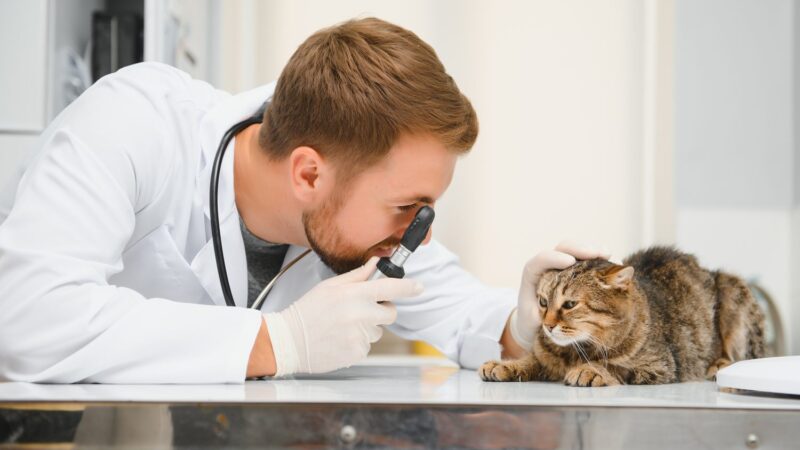 Chat fièvre : reconnaître les signes et réagir sans risque