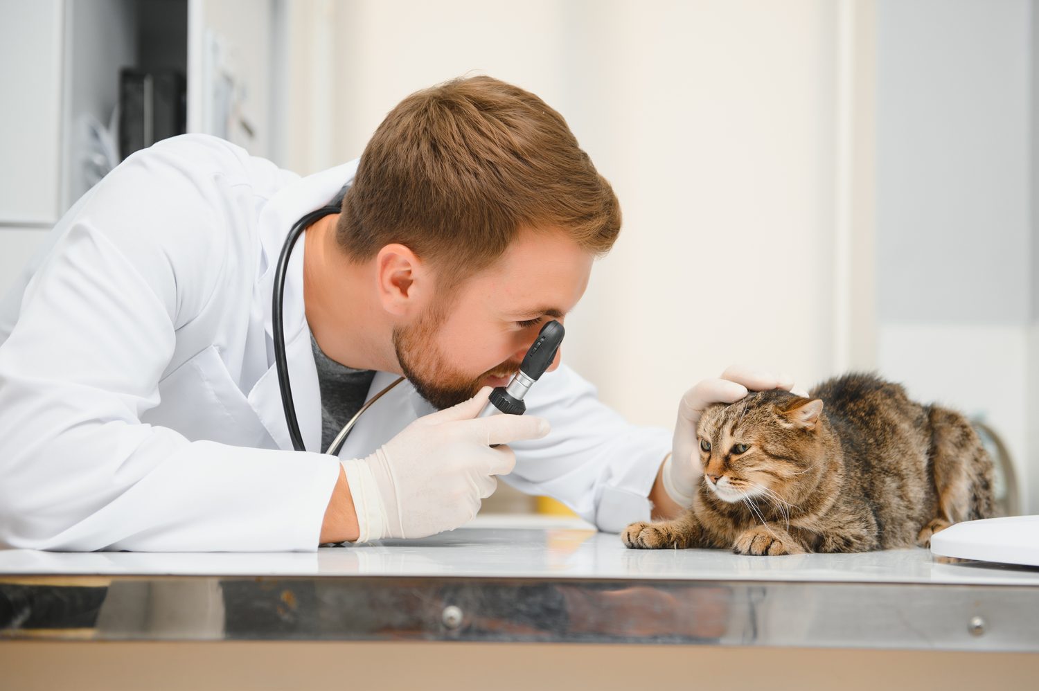 Chat fièvre : reconnaître les signes et réagir sans risque